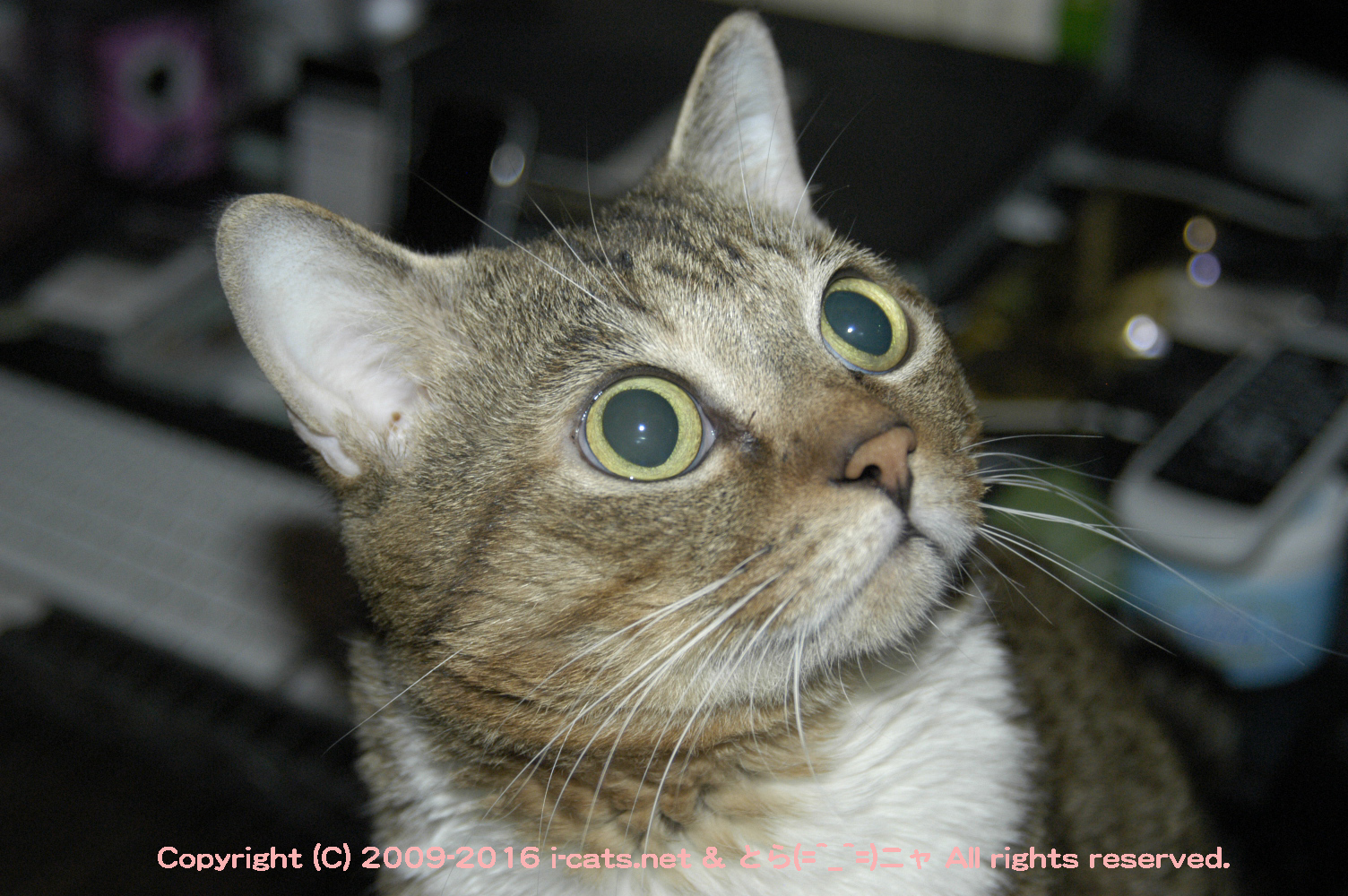 DSC_0009.jpg